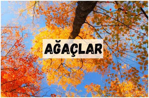 AĞAÇLAR
