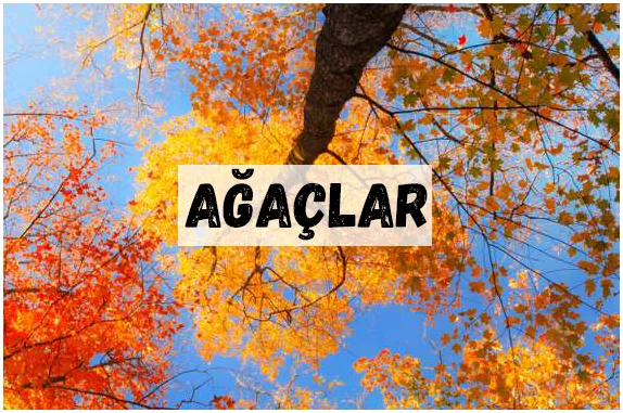 AĞAÇLAR