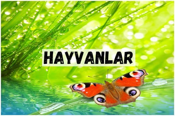 HAYVANLAR