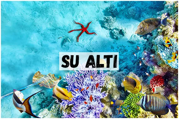 SUALTIjpg